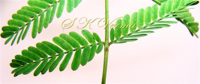  Gland on petiole between basal pair of pinnae